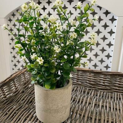 White Flower Plant In Cement Effect Resin Pot