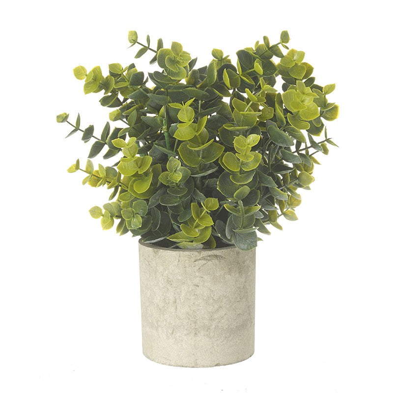 Eucalyptus Plant In Pot